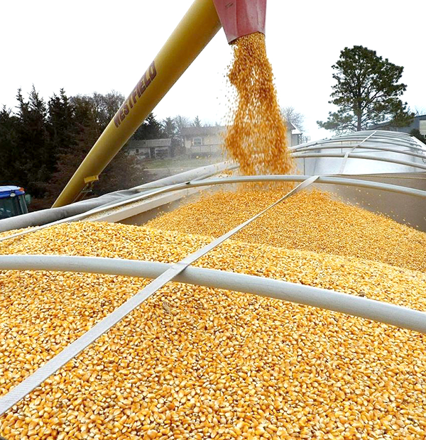 فواید استفاده از ذرت در خوراک دام و طیور