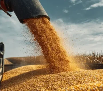 تخلیه ذرت تازه برداشت‌شده از لوله کمباین به داخل تریلی در مزرعه هنگام برداشت