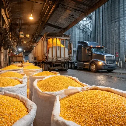 ذرت فله آماده بارگیری در کیسه‌های بزرگ صنعتی و کامیون‌های حمل خوراک دام