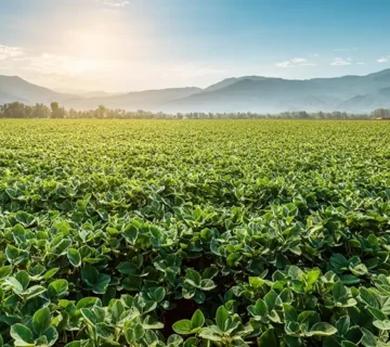 مزرعه وسیع سویا در استان گلستان در دامنه کوه‌های شمال ایران زیر نور صبحگاهی