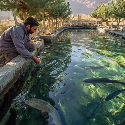 پرورش‌دهنده ماهی در گلستان در حال تغذیه استخر با خوراک غنی‌شده از کنجاله سویا داخلی